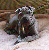 10 weeks old