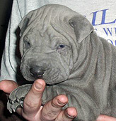 moe as a pup