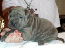 pao as a pup