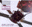 Buy Spirit Dreams Inside~another dream