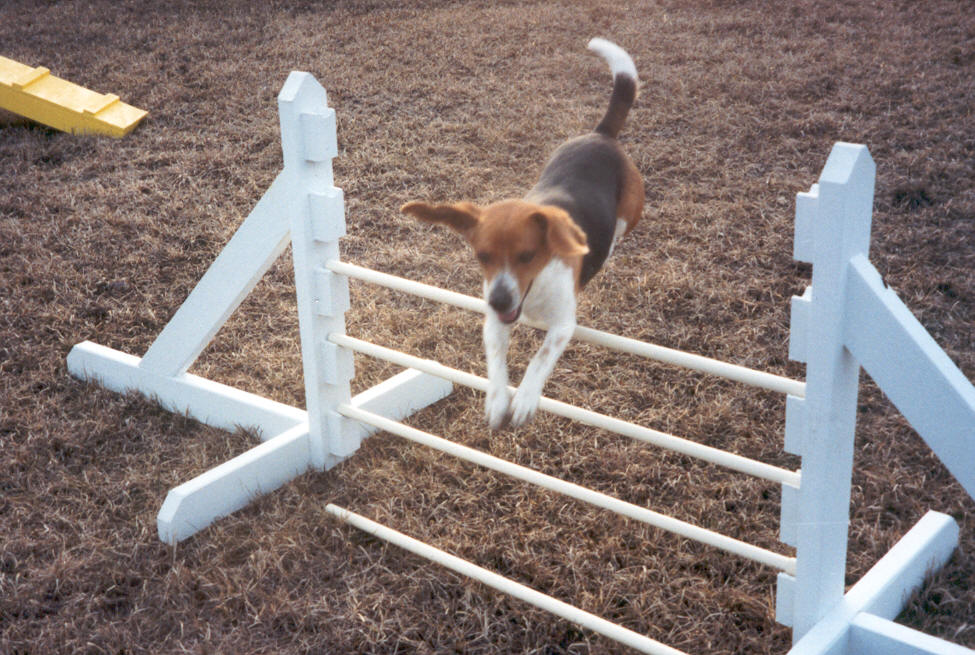Ellie doing her agility