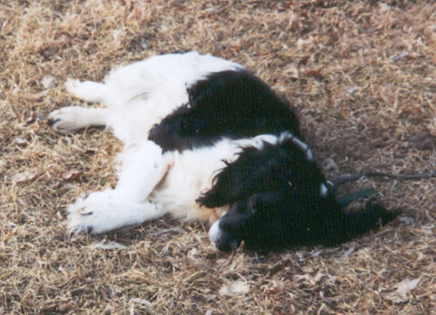 Lucky being lazy