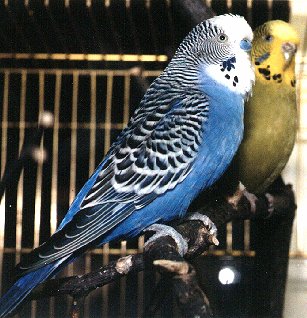 A sweet pair. Budgies forever!