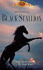 Black Stallion the movie