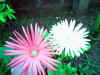 gerbera2.jpg (52631 bytes)