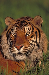 Satinlace's Tiger & Lion Page