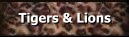 to pictures of tigers and
 lions
