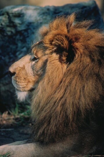 Satinlace's Tiger & Lion Page