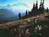 Modified Photo 2
