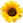 Sun Flower