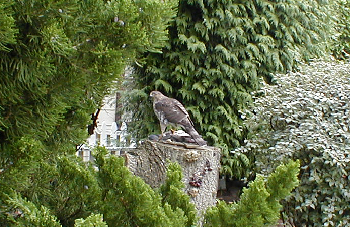 Back
 view, tail down