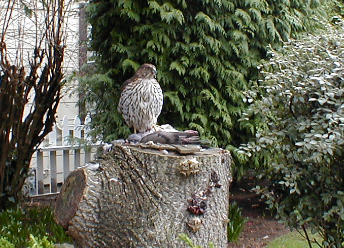 This
 photo was taken at a distance of about eight feet.