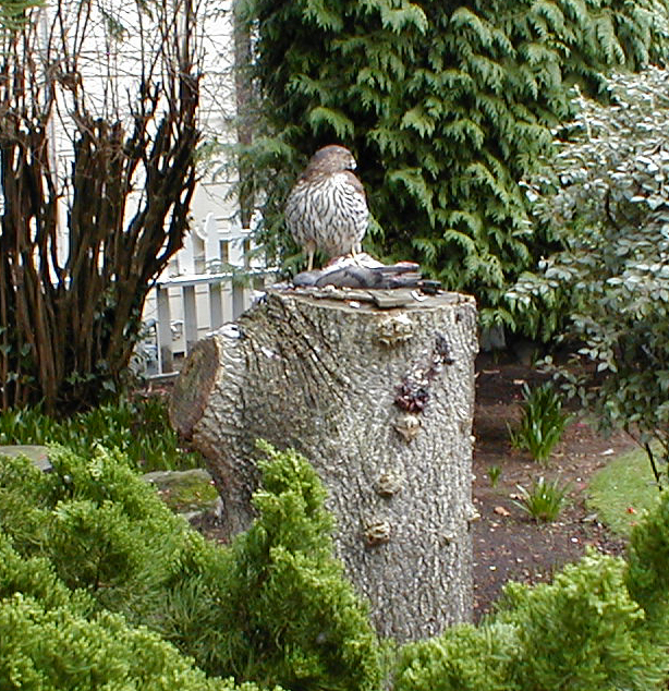 Head
 in profile
