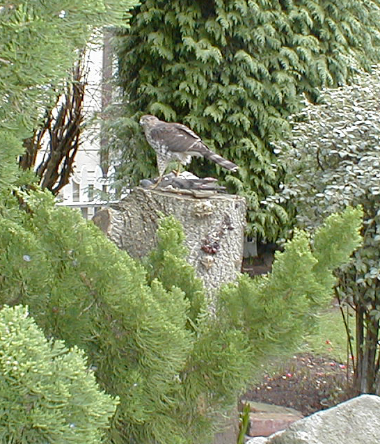 Note
 the banded tail and the pantaloons.