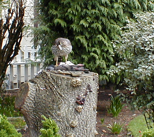 A
 beakful of feathers