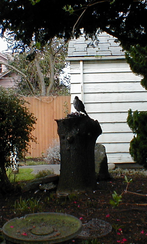 Looking
 up as a crow flys overhead, cawing.