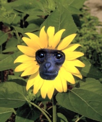 monkey
