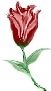 tulip