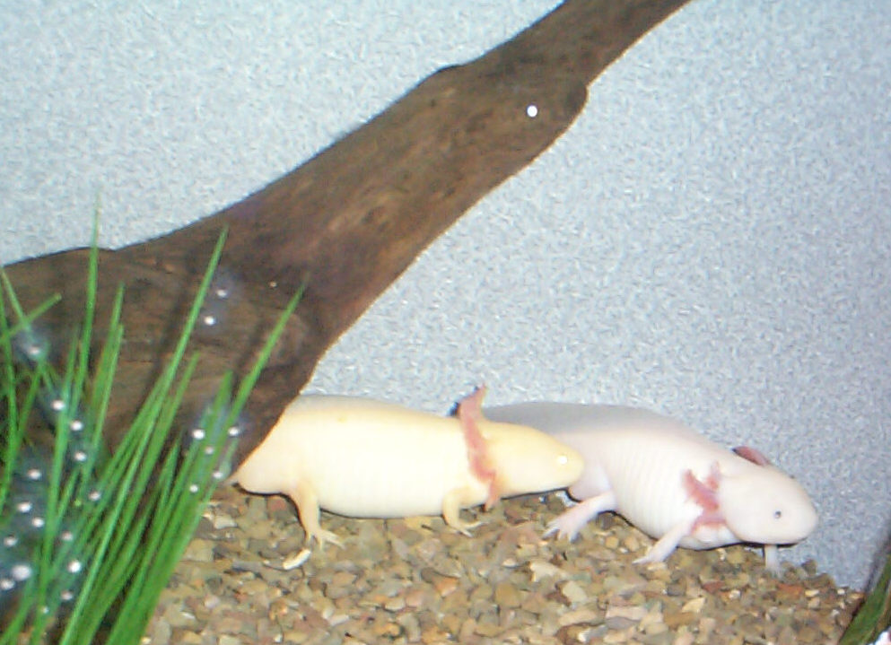 Everything you never wanted to know about Axolotls. . . 