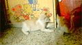 My kitties....