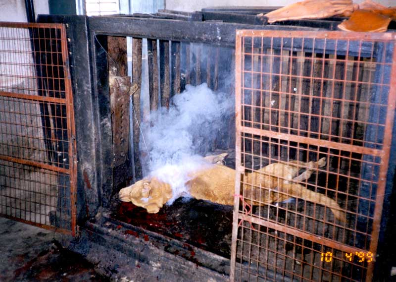 BMP's Electrocution
