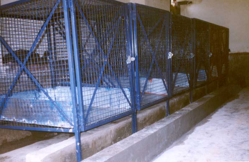 ARF, after kennels