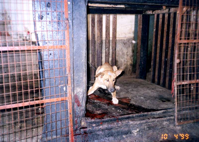 Awating a "shocking" death!