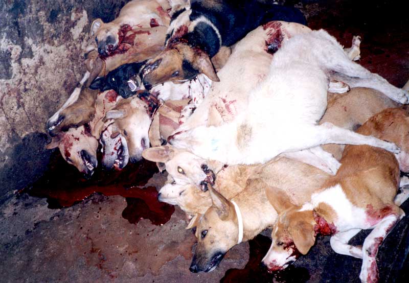 Pile of Electrocuted Dogs
