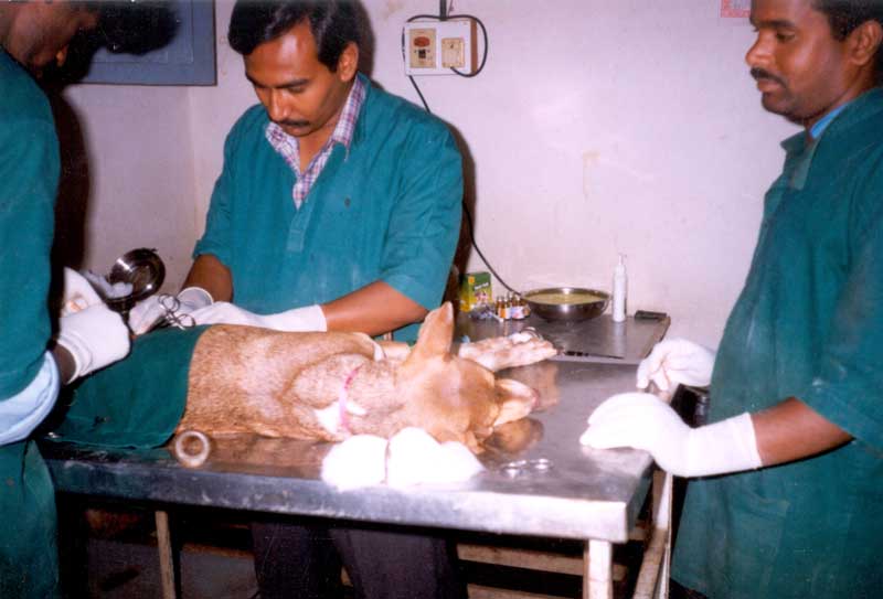 Animal Birth Control (ABC)