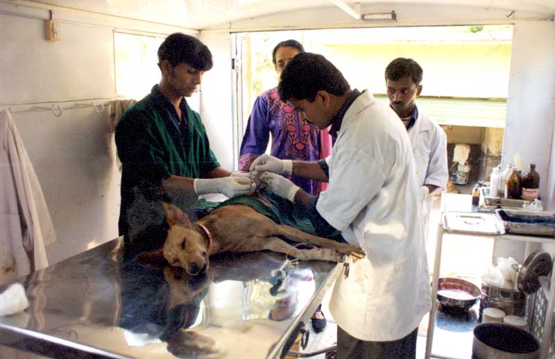 Animal Birth Control (ABC)