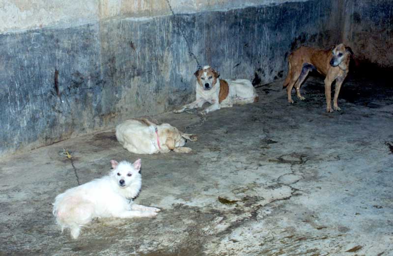 Dogs at the Animal Rights Fund Center