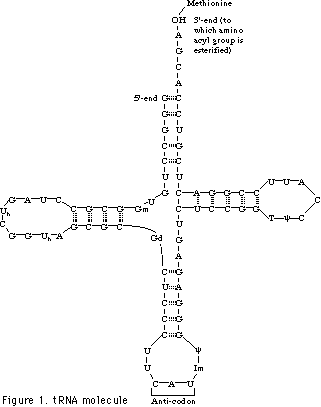 tRNA molecule