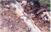 05-25-12.jpg (64748 bytes)