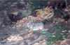 may5-4.jpg (33580 bytes)