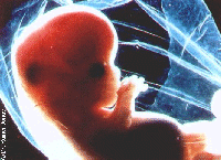 eight week baby in womb