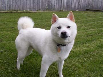 shiba albino