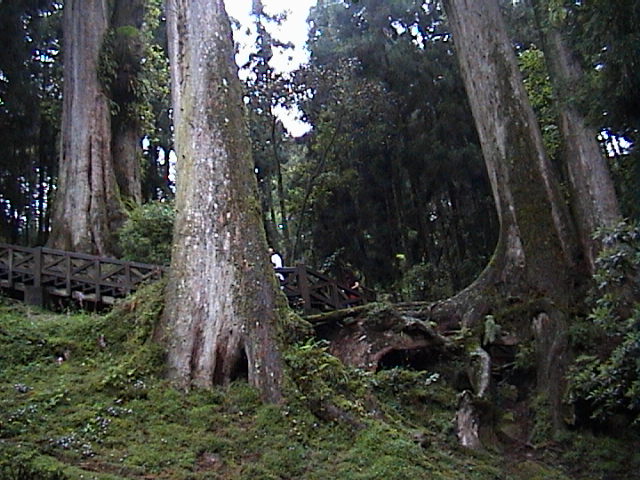 giant Chinese cypresses