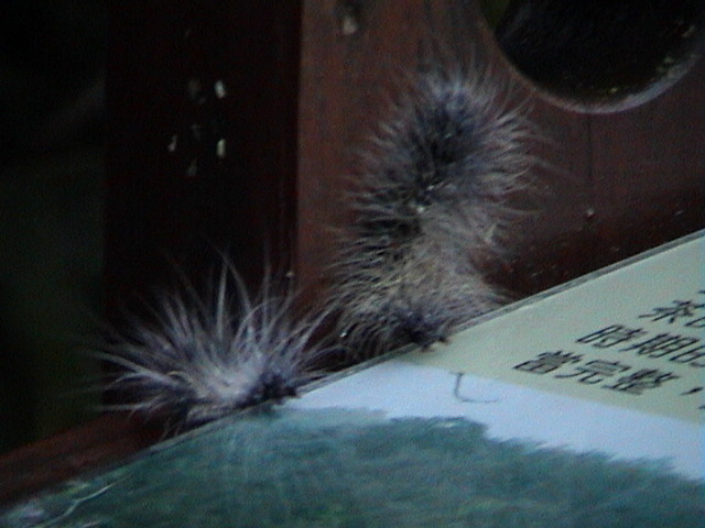 caterpillar