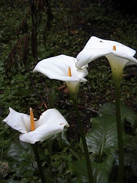 white calla lilies