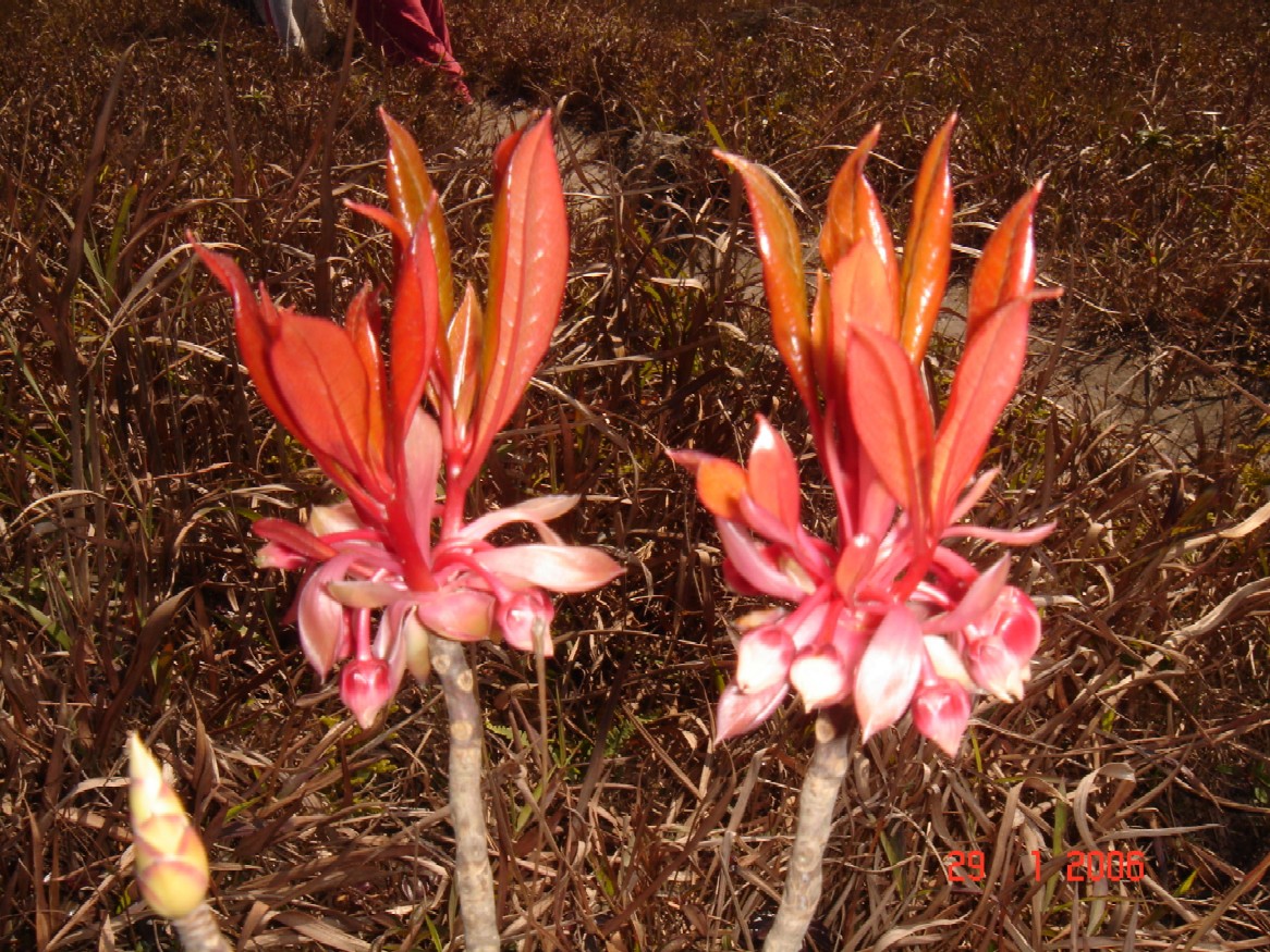 wild flowers
