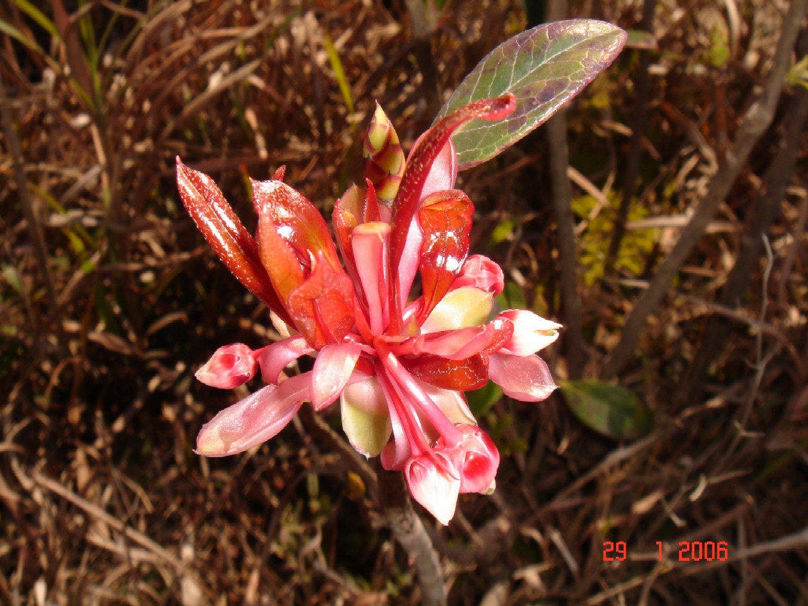 wild flower