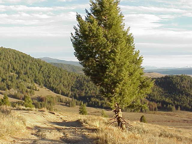 Forest Service Lookout