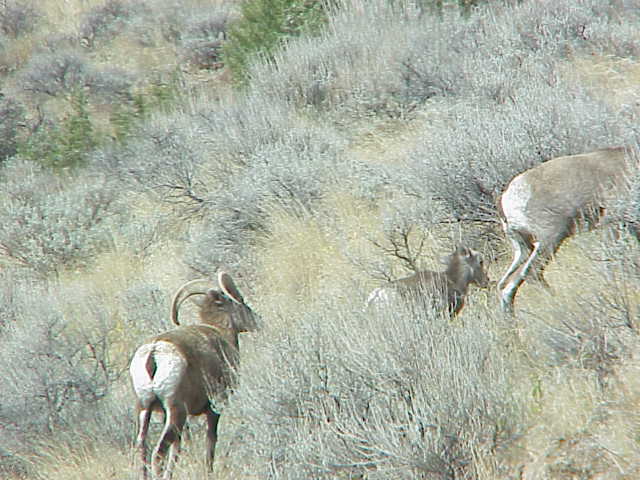 Forest Service Lookout
