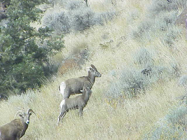 Forest Service Lookout