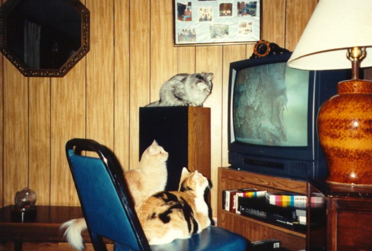 Cat's watching cat video
