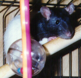 Milo looking pitiful