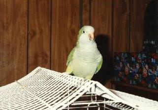 Rueben a Quaker monk parakeet