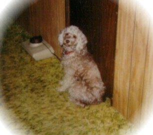 Click on Sootie to see her Brother Tygger's Memorial Page