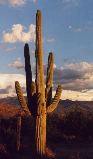 THIS is arizona, dude....