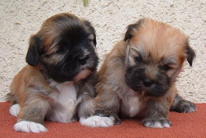 puppies5m1
